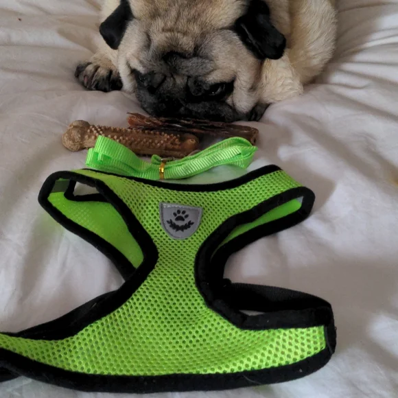 NWOT Neon green harness and leash - Picture 7 of 8